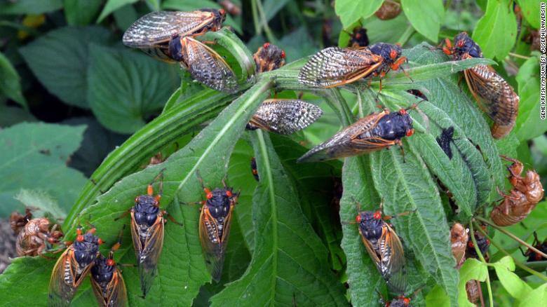 Cicadas the 100 Decibels Insect and the Many Broods